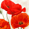 Poppies II Poster Print by Luca Villa - Item # VARPDX1LC1782