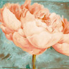 Beautiful Peonies Square II Poster Print by Patricia Pinto - Item # VARPDX9233