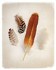 Feather Group I Poster Print by Debra Van Swearingen - Item # VARPDX23448