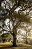 Oak Tree - 69 Poster Print by Alan Blaustein - Item # VARPDXABSFH70B