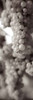 Grapes Pano - 10 Poster Print by Alan Blaustein - Item # VARPDXABGR11