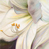 White Lily I Poster Print by Patricia Pinto - Item # VARPDX8535