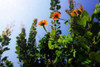 Summer Garden I Poster Print by Alan Hausenflock - Item # VARPDXPSHSF1236