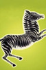 Zebra 1933 Poster Print by  Frank McIntosh - Item # VARPDX342092
