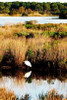 Assateague Island II Poster Print by Alan Hausenflock - Item # VARPDXPSHSF462