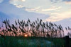 Sea Oats on Lavender II Poster Print by Alan Hausenflock - Item # VARPDXPSHSF363