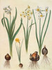 Narcissus Poster Print by Johannes S. Holtzbecher - Item # VARPDX3AA2227