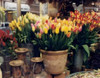 Tulips Paris Poster Print by Zeny Cieslikowski - Item # VARPDXCKI022
