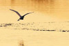 Egrets in the Sunrise IV Poster Print by Alan Hausenflock - Item # VARPDXPSHSF458