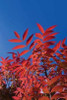 Fall Leaves III Poster Print by Lee Peterson - Item # VARPDXPSPSN164