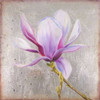 Magnolia on Silver Leaf II Poster Print by Patricia Pinto - Item # VARPDX8783B