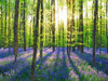 Beech forest with bluebells, Belgium Poster Print by  Frank Krahmer - Item # VARPDX3FK3165