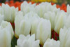 White Tulips II Poster Print by Dana Styber - Item # VARPDXPSSTY191