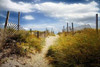 Summers Departure Poster Print by John Rivera - Item # VARPDXR1055D