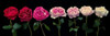 Multi coloured roses in a row Poster Print by  Assaf Frank