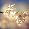 Soft Bloom I Poster Print by Assaf Frank - Item # VARPDX18157