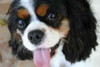 King Charles Spaniel Poster Print by Karyn Millet - Item # VARPDXPSMLT147