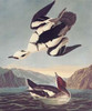 Smew Or White Nun Poster Print by  John James Audubon - Item # VARPDX198200