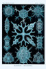 Haeckel Nature Illustrations: Spumellaria - Blue-Green Tint Poster Print by  Ernst Haeckel - Item # VARPDX449751