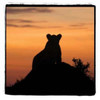 Radiant Africa III Poster Print by Susann Parker - Item # VARPDXPSPKR107