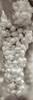 Grapes Pano - 15 Poster Print by Alan Blaustein - Item # VARPDXABGR18