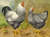 Chickens: Silver Laced Wyandottes Poster Print by  Lewis Wright - Item # VARPDX454836
