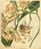 Orchid, Coryanthes Maculata Poster Print by  William Curtis - Item # VARPDXCO06