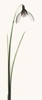 Snowdrop II Poster Print by Robert Coop - Item # VARPDXC1035D