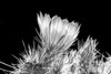 Hedgehog Cactus Flower BW Poster Print by Douglas Taylor - Item # VARPDXPSTLR486