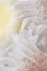 Chrysanthemum I Poster Print by Kathy Mahan - Item # VARPDXPSMHN205
