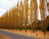 Versailles in Fall I Poster Print by  Emily Navas - Item # VARPDX8713C
