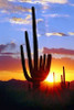 Saguaro Sunset Poster Print by Douglas Taylor - Item # VARPDXPSTLR138