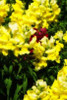 Garden Glory IV Poster Print by Alan Hausenflock - Item # VARPDXPSHSF608