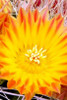 Cactus Flower V Poster Print by Douglas Taylor - Item # VARPDXPSTLR116