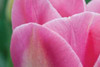 Pink Tulip II Poster Print by Dana Styber - Item # VARPDXPSSTY187