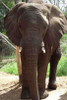 Safari Elephant II Poster Print by Dana Underdahl - Item # VARPDXPSUND143