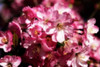 Cherry Blossoms II Poster Print by Alan Hausenflock - Item # VARPDXPSHSF1413