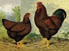 Chickens: Golden Wyandottes Poster Print by  Lewis Wright - Item # VARPDX454837