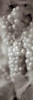 Grapes Pano - 4 Poster Print by Alan Blaustein - Item # VARPDXABGR6