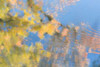 Tree Reflections II Poster Print by Kathy Mahan - Item # VARPDXPSMHN248