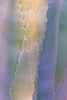 Agave III Poster Print by Kathy Mahan - Item # VARPDXPSMHN429
