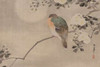 Robin sitting on a Tree Branch Poster Print by Unknown - Item # VARPDX342906