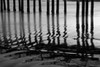 Pier Pilings XIV Poster Print by Lee Peterson - Item # VARPDXPSPSN141