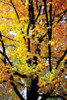 Autumn Color I Poster Print by Alan Hausenflock - Item # VARPDXPSHSF251