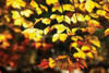 Autumn Leaves II Poster Print by Alan Hausenflock - Item # VARPDXPSHSF554