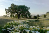 Oak Tree - 89 Poster Print by Alan Blaustein