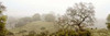Oak Tree - 41 Poster Print by Alan Blaustein - Item # VARPDXABSFH52D