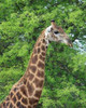 Giraffe II Poster Print by Dana Underdahl - Item # VARPDXPSUND148