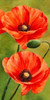 Poppies in the wind II Poster Print by  Luca Villa - Item # VARPDX2LC3435