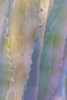 Agave I Poster Print by Kathy Mahan - Item # VARPDXPSMHN427